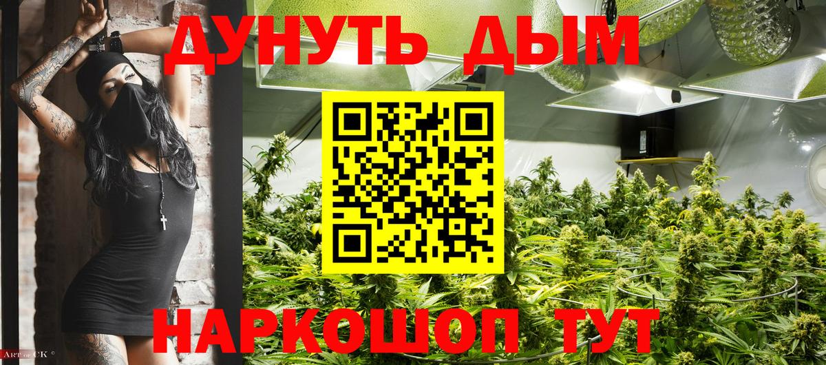 Каннабис сатива Новоалтайск